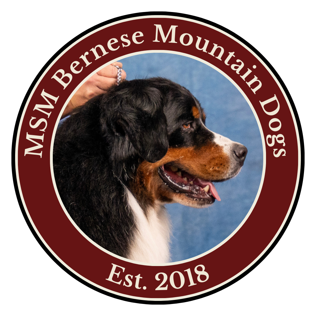 MSM Bernese Mountain Dogs